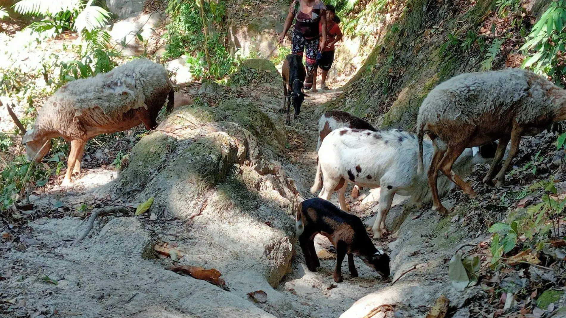 mujeres pastoreando borregos